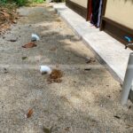 Lagenda Mawar (Puan Nazliza)